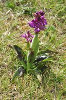 Orchidee, Lizard Halbinsel