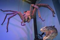 Aragog die Riesenspinne und Kopf des Basilisken als Modelle - Warnerbros. Studios