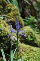 Blue Bells