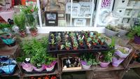 Blumen und Pflanzen in Bath