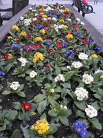Frühling