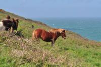 Tintagel