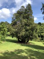 Trelissik Garden