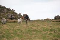 Wildpferde