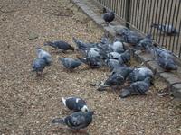 im St. James Park