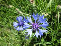 185 Kornblumen