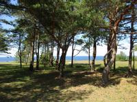 192 Steilküste auf Saaremaa