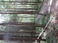 270 Moorwanderung Soomaa