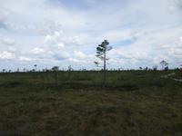 272 Moorwanderung Soomaa