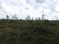 273 Moorwanderung Soomaa