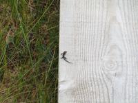 274 Moorwanderung Soomaa