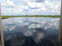 277 Moorwanderung Soomaa