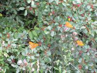 278 Moorwanderung Soomaa