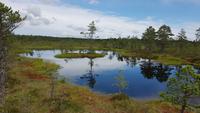 Estland, Lahemaa Nationalpark, Moorwanderung
