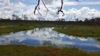 Estland, Lahemaa Nationalpark, Moorwanderung