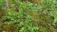 Estland, Lahemaa Nationalpark, Heidelbeeren