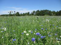 186 Kornblumen