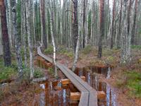 Weihnachten in Estland - Spaziergang im Hochmoor Kakerdaja