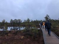 Weihnachten in Estland - Spaziergang im Lahemaa-Nationalpark 