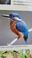Estland, Eisvogel an der Ahja Talsperre
