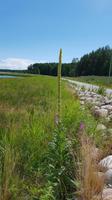Estland, Lahemaa Nationalpark, Königskerze