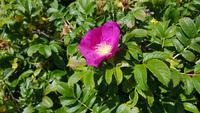 Estland, Lahemaa Nationalpark, Kartoffelrose