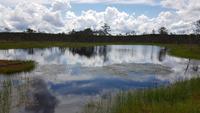 Estland, Lahemaa Nationalpark, Moorwanderung