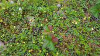 Estland, Lahemaa Nationalpark, Moosbeeren