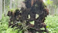 Estland, Lahemaa Nationalpark, Wanderung Oandu