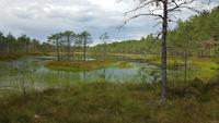 Estland, Mennikunno Hochmoor