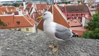 Estland, Tallinn, Aussichtspunkt
