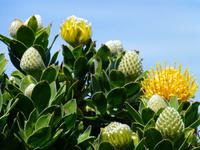 052_Nadelkissenproteas