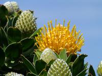 053_Nadelkissenprotea