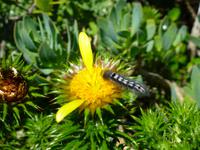 056_Flora und Fauna am Kap