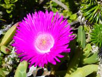 057_Flora am Kap