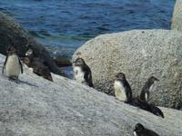 086_Pinguine
