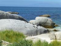 087_Pinguine