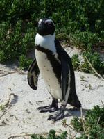 088_Pinguin