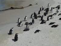 090_Pinguine am Boulders Beach