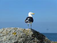 091_Möwe