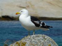 093_Möwe
