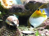 146_im Muschelmuseum