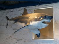 147_im Muschelmuseum