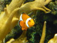 148_im Muschelmuseum
