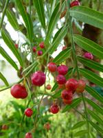 167_Pfefferbaum