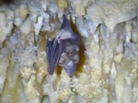 186_Hufeisen-Fledermaus in den Cango Caves