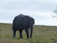 201_im Knysna Elephant Park