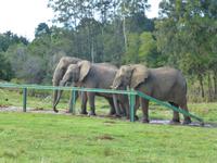 202_im Knysna Elephant Park