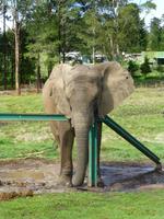 208_im Knysna Elephant Park