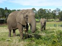 217_im Knysna Elephant Park